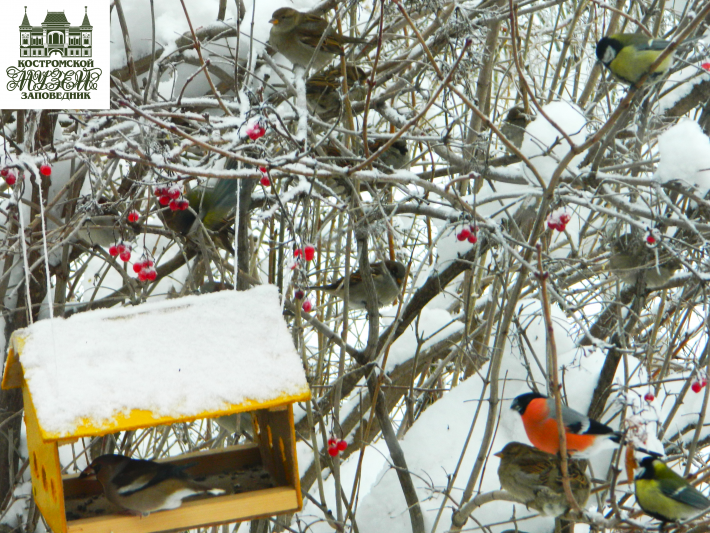 Зимняя «столовая», приватизация кормушек и охота «на живца»