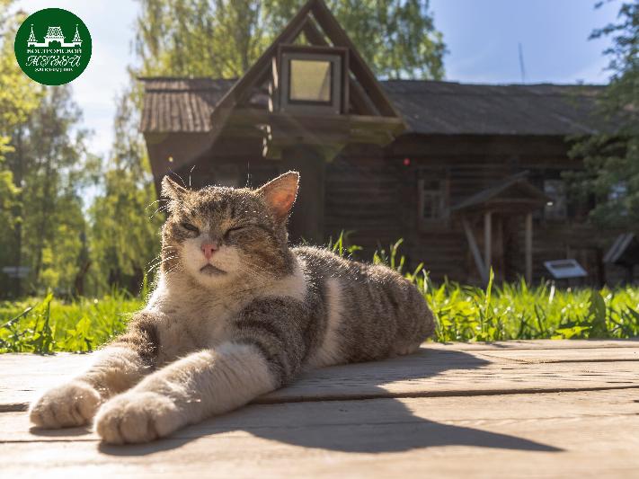 Кот Василий зовёт на сборные экскурсии