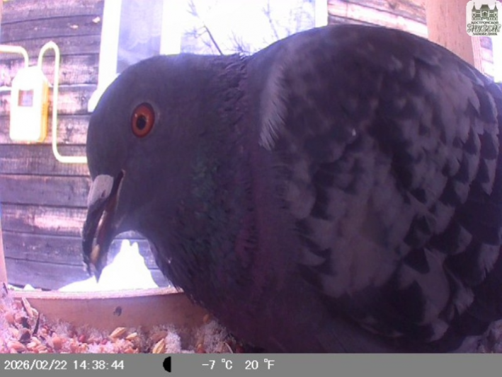 Итоги областного конкурса «Зимуем вместе — 2025-26»