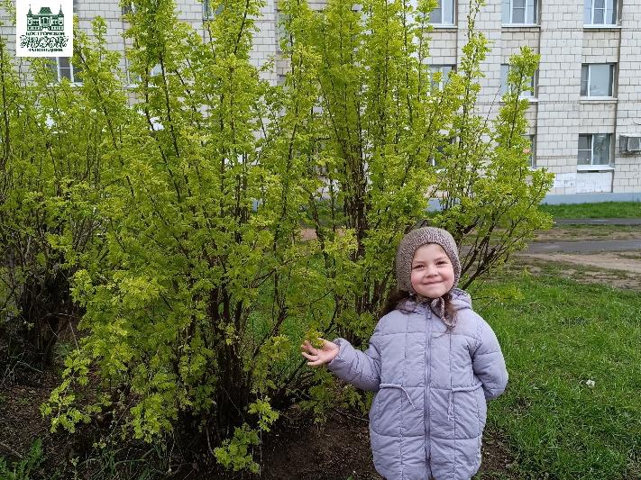 Итоги II областного конкурса «Зелёный наряд Отчизны» Итоги II областного конкурса «Зелёный наряд Отчизны»